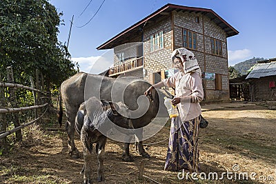 Burmese senior woman treating her water buffaloesâ€™ skin with oil Editorial Stock Photo
